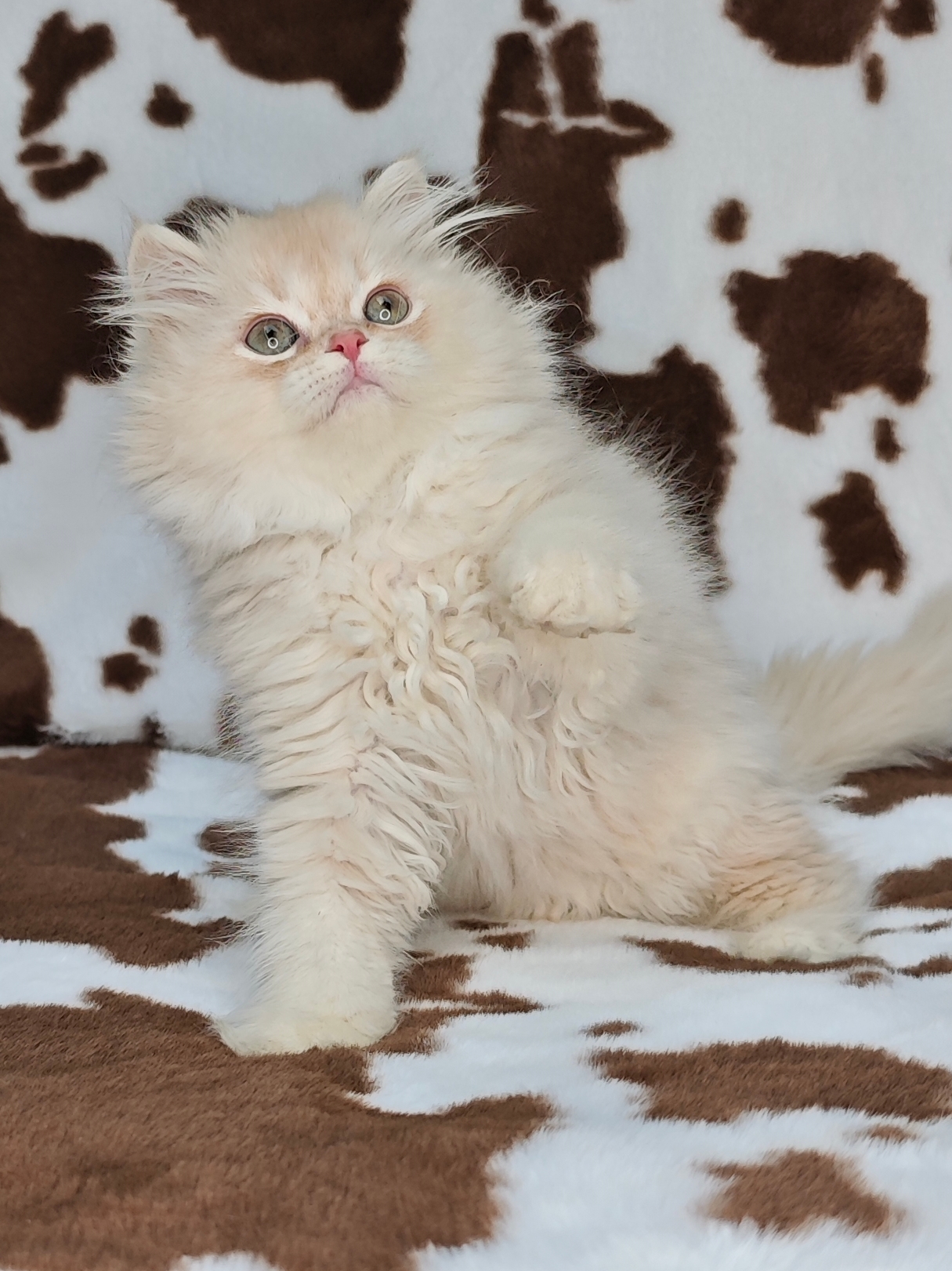 长毛凯米尔色弟弟